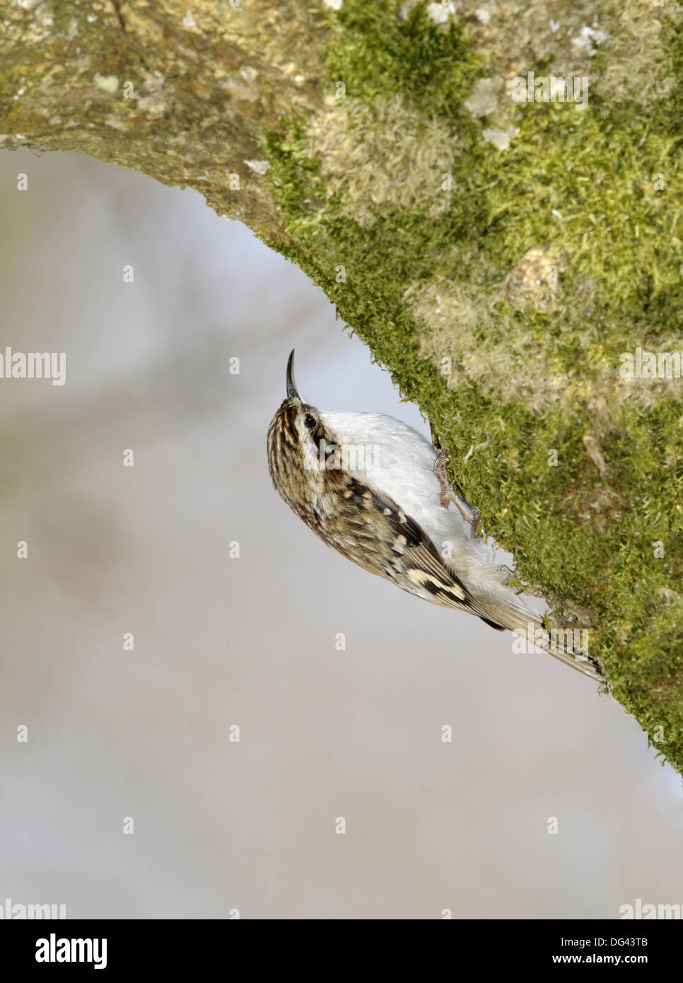 Treecreeper Certhia familiaris Stock Photo