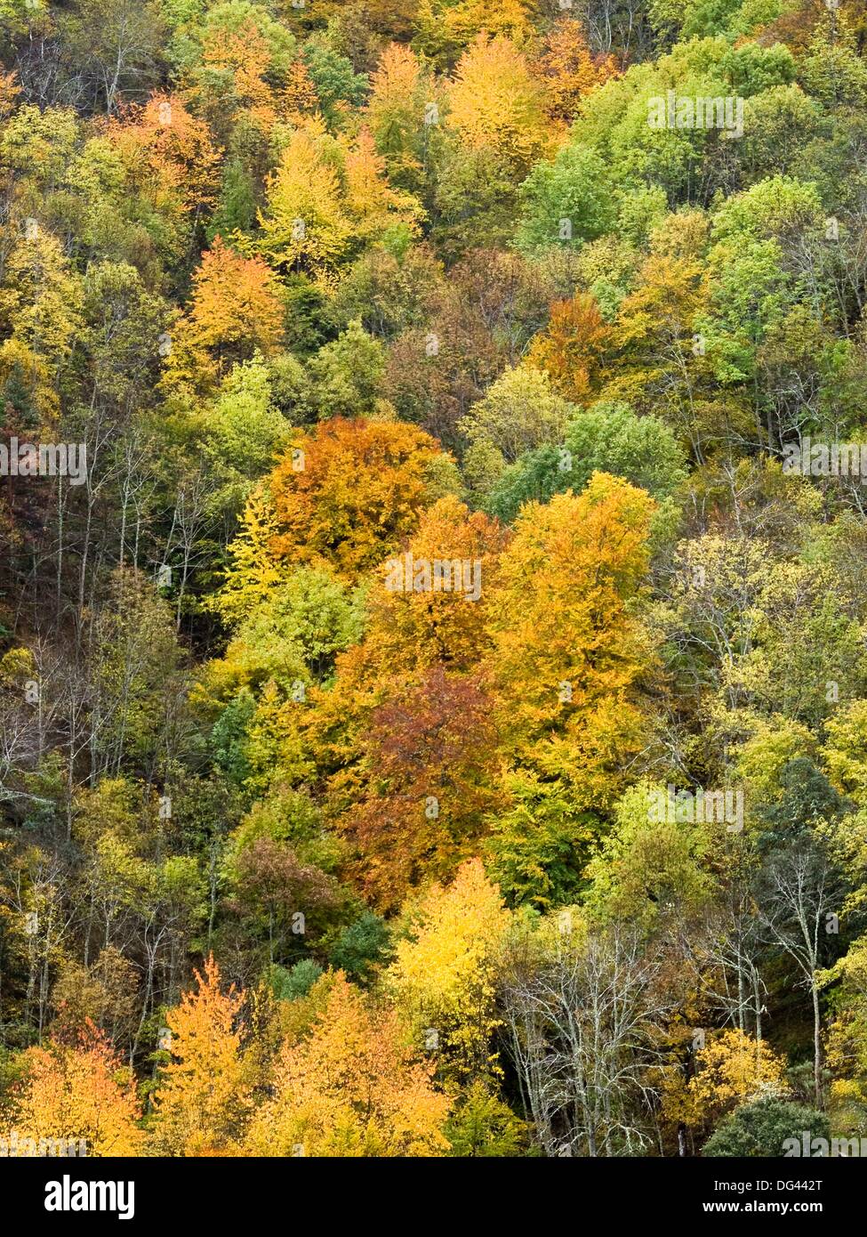 Bosque mixto en hires stock photography and images Alamy