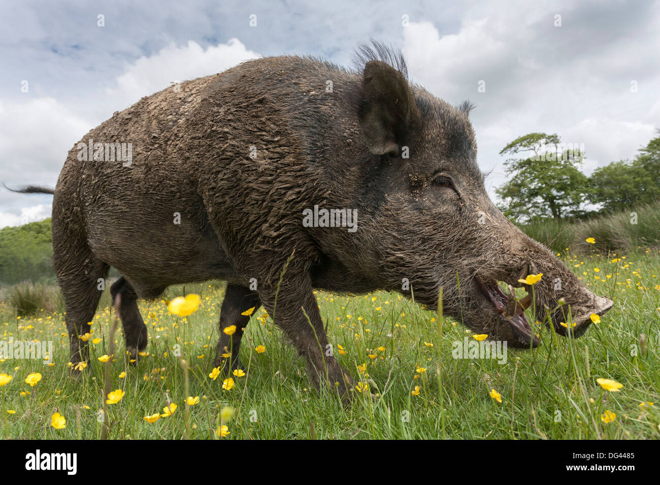 Wild boar (Sus scrofa), captive, United Kingdom, Europe Stock Photo