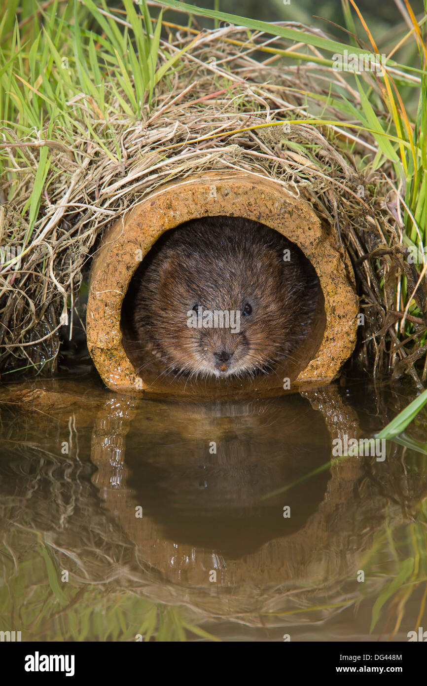 Water vole (Arvicola terrestris), captive, United Kingdom, Europe Stock Photo