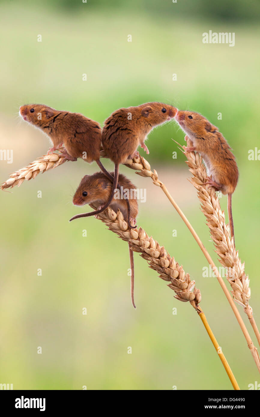 Harvest mice (Micromys minutus), captive, United Kingdom, Europe Stock Photo