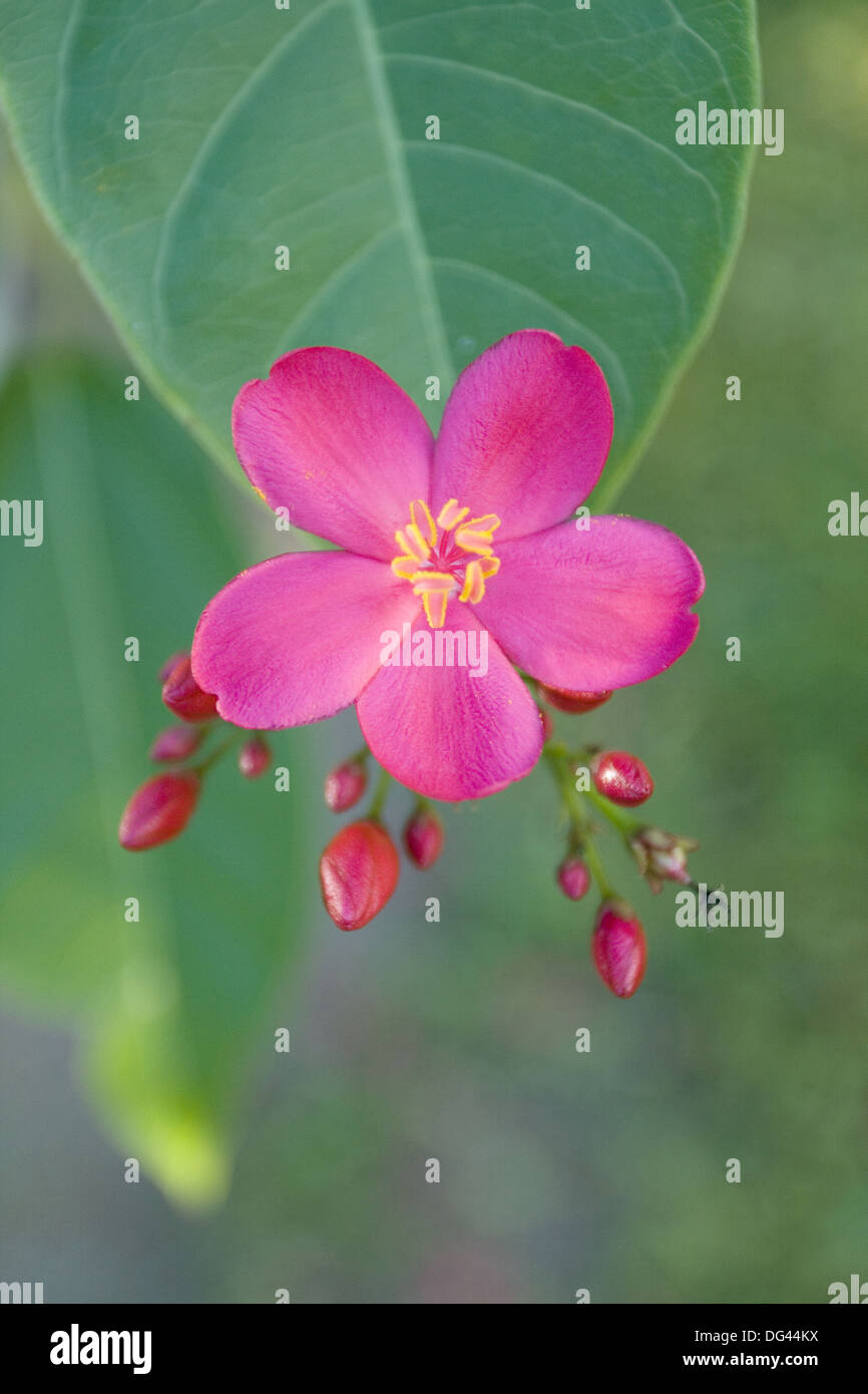 Tropical Flower on Islands, Maldives Stock Photo Alamy