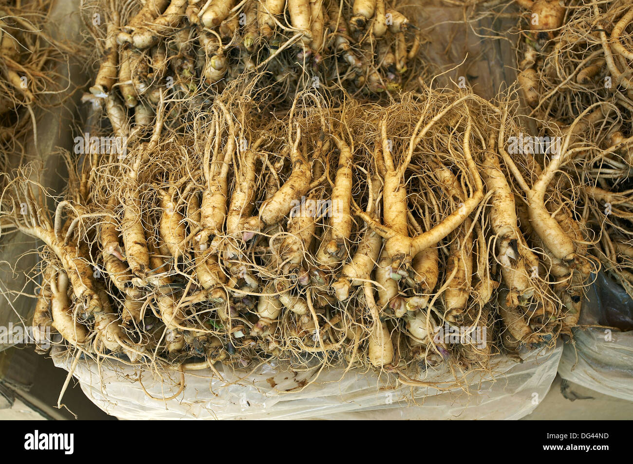 Ginseng roots, Kyongdong market, Seoul, South Korea Stock Photo Alamy
