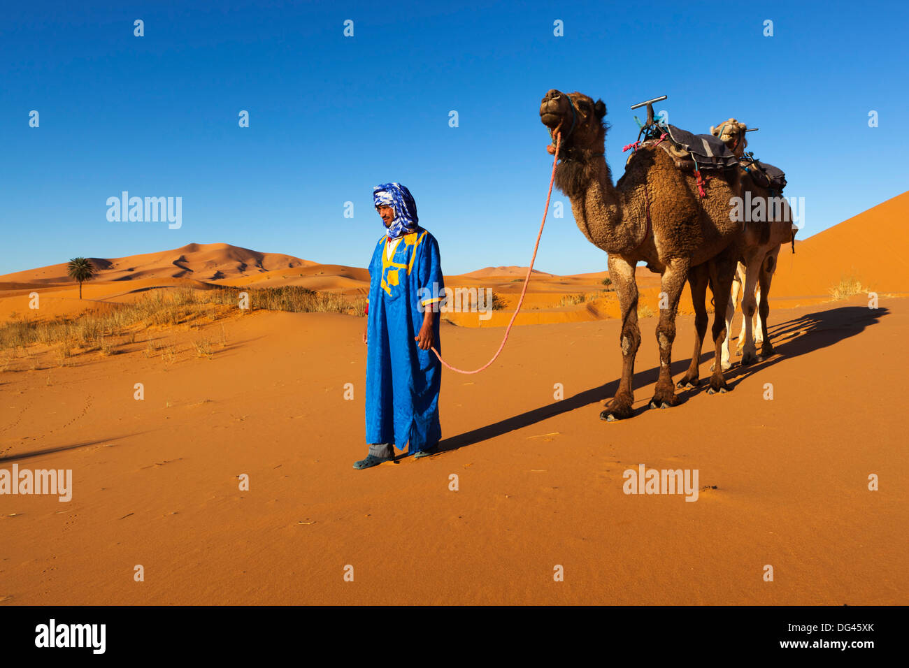 Moroccan camel driver, Dunes of Erg Chebbi, Merzouga, Meknes-Tafilalet, Morocco, North Africa, Africa Stock Photo