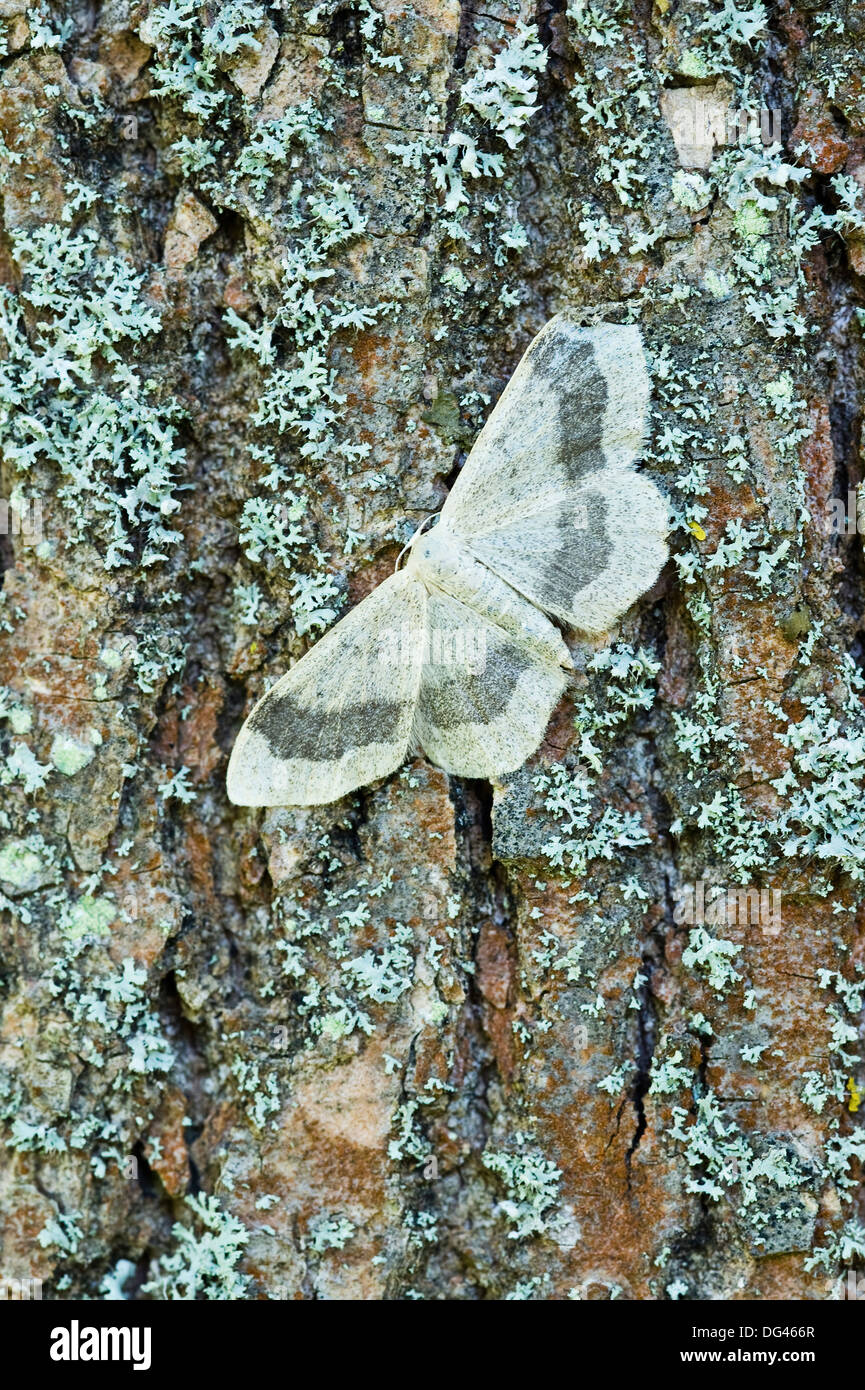 The Riband Wave Moth (Idaea aversata) resting on Green Ash (Fraxinus pennsylvanica) trunk covered by lichen Oxford UK Europe Stock Photo