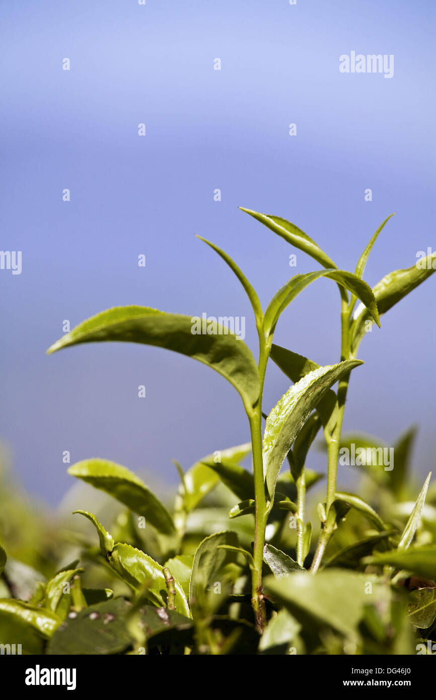 India, West Bengal, Darjeeling, Tukvar Tea Estate, High quality tea