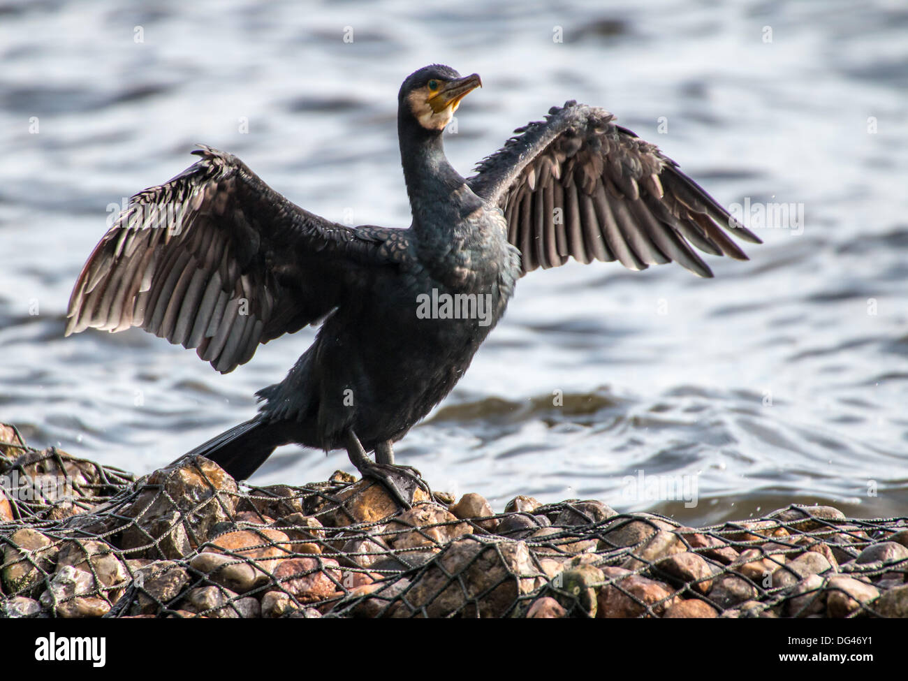 Cormorant Drying Feathers, Phalacrocorax Carbo Stock Photo - Alamy