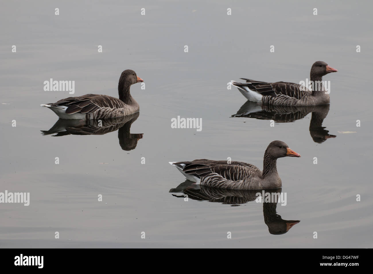 three greylag geese on lake Alster, anser anser Stock Photo