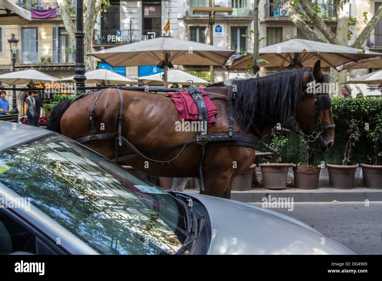 Horse Carriage on La Rambla Stock Photo