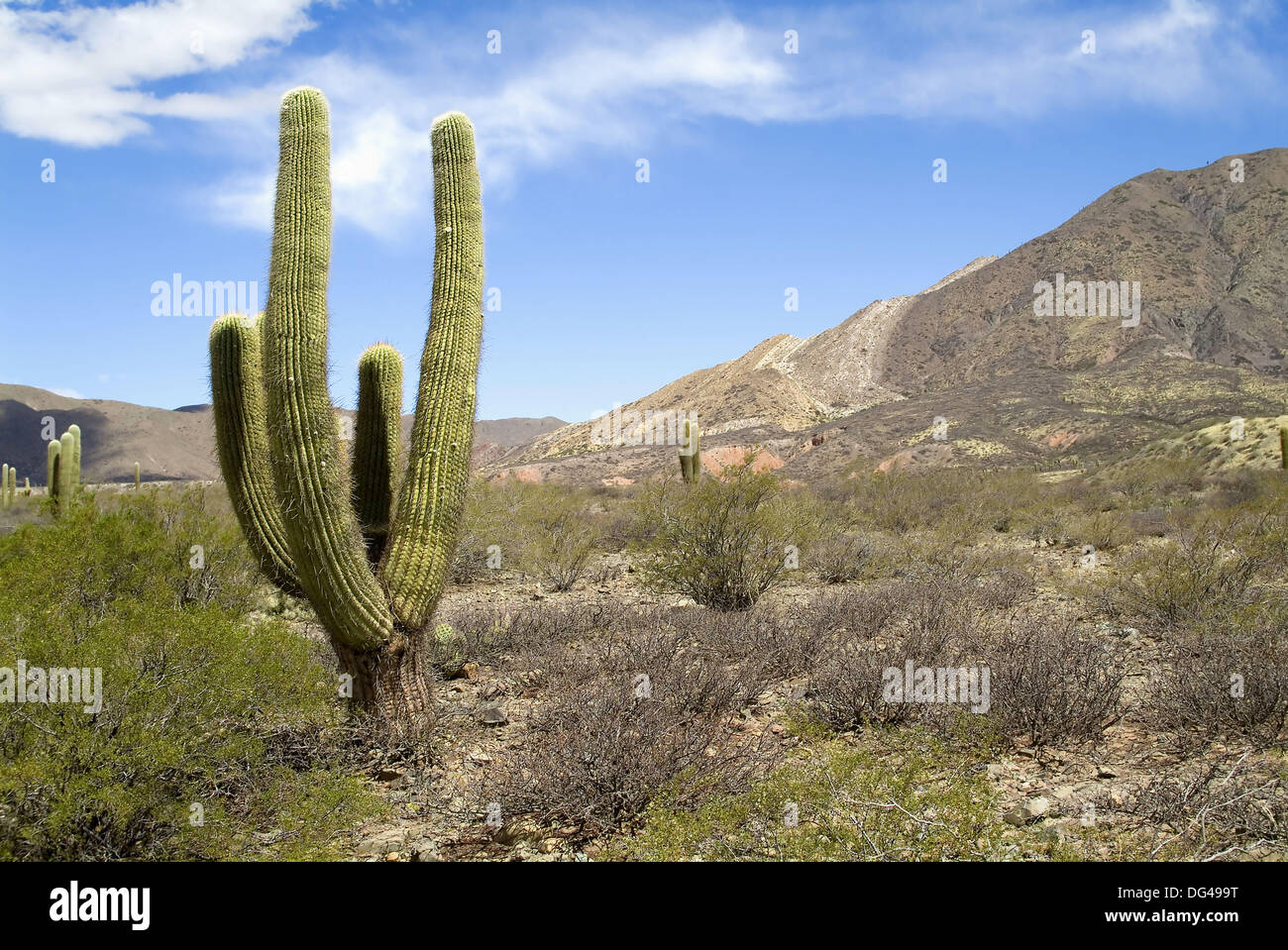 Candelabra cactus, Los Cardones National Park, Calchaqui valley, Argentina North West Stock Photo