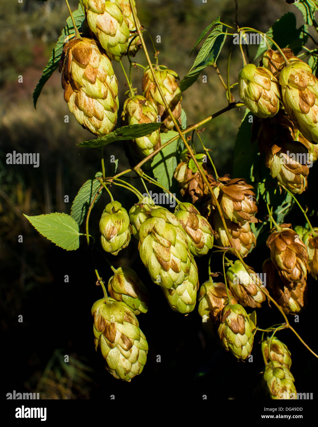 Detail Of Sunlit Hops Blossoms Stock Photo