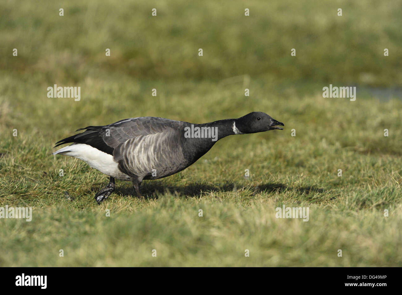 Brent Goose Branta bernicla Stock Photo