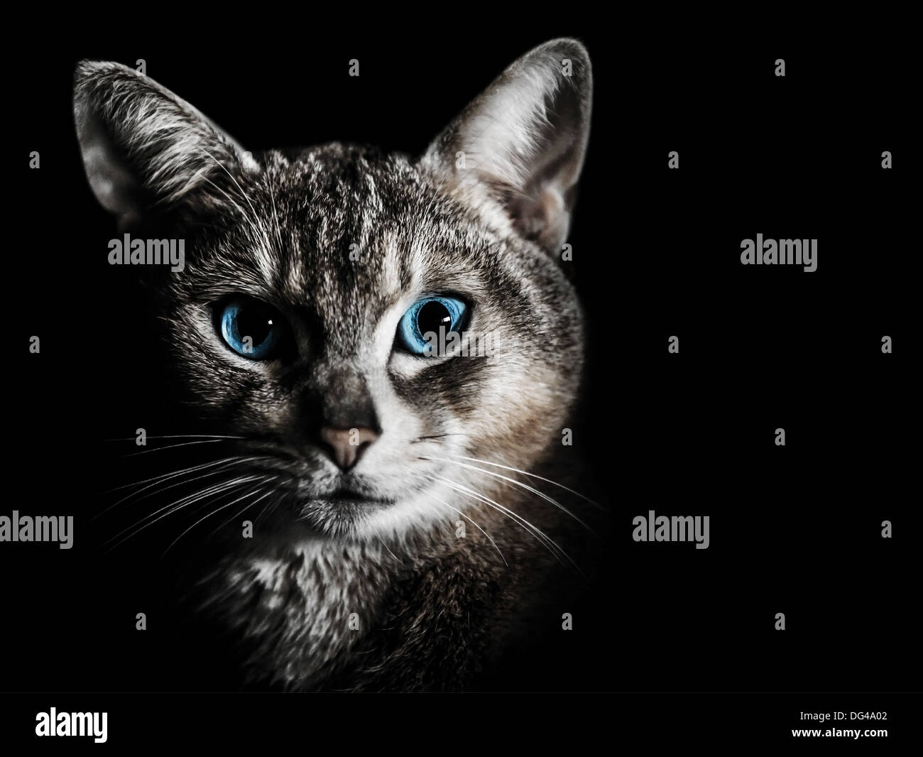Grey kitten with blue eyes close up hi-res stock photography and images ...