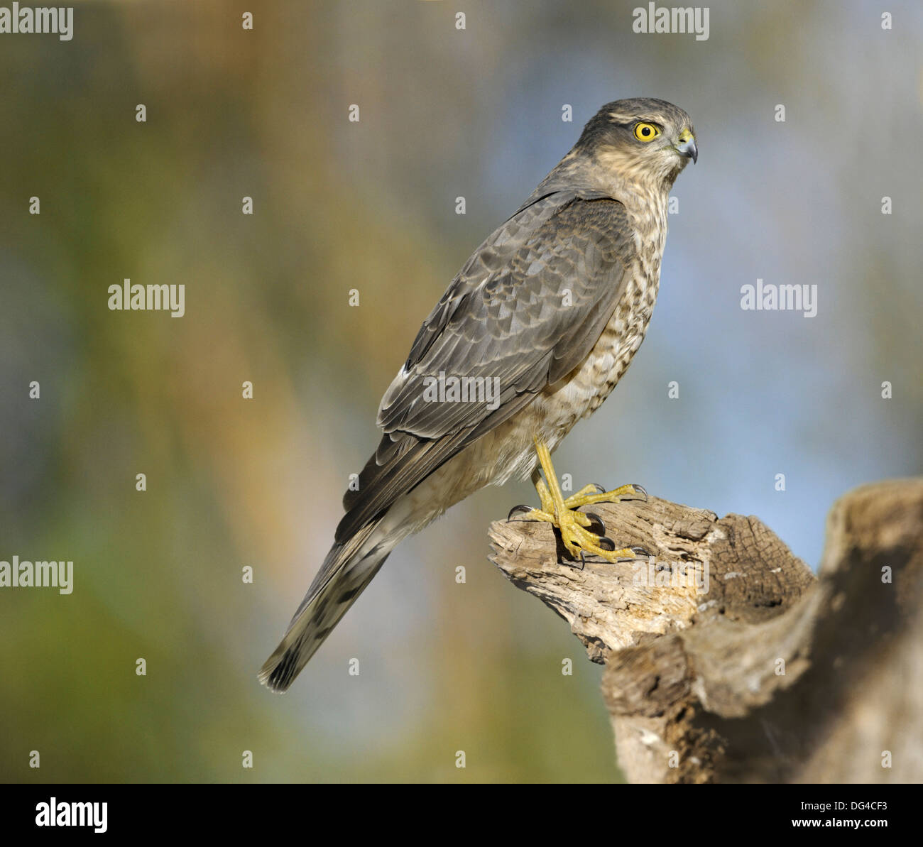 Sparrowhawk Accipiter nisus Stock Photo - Alamy