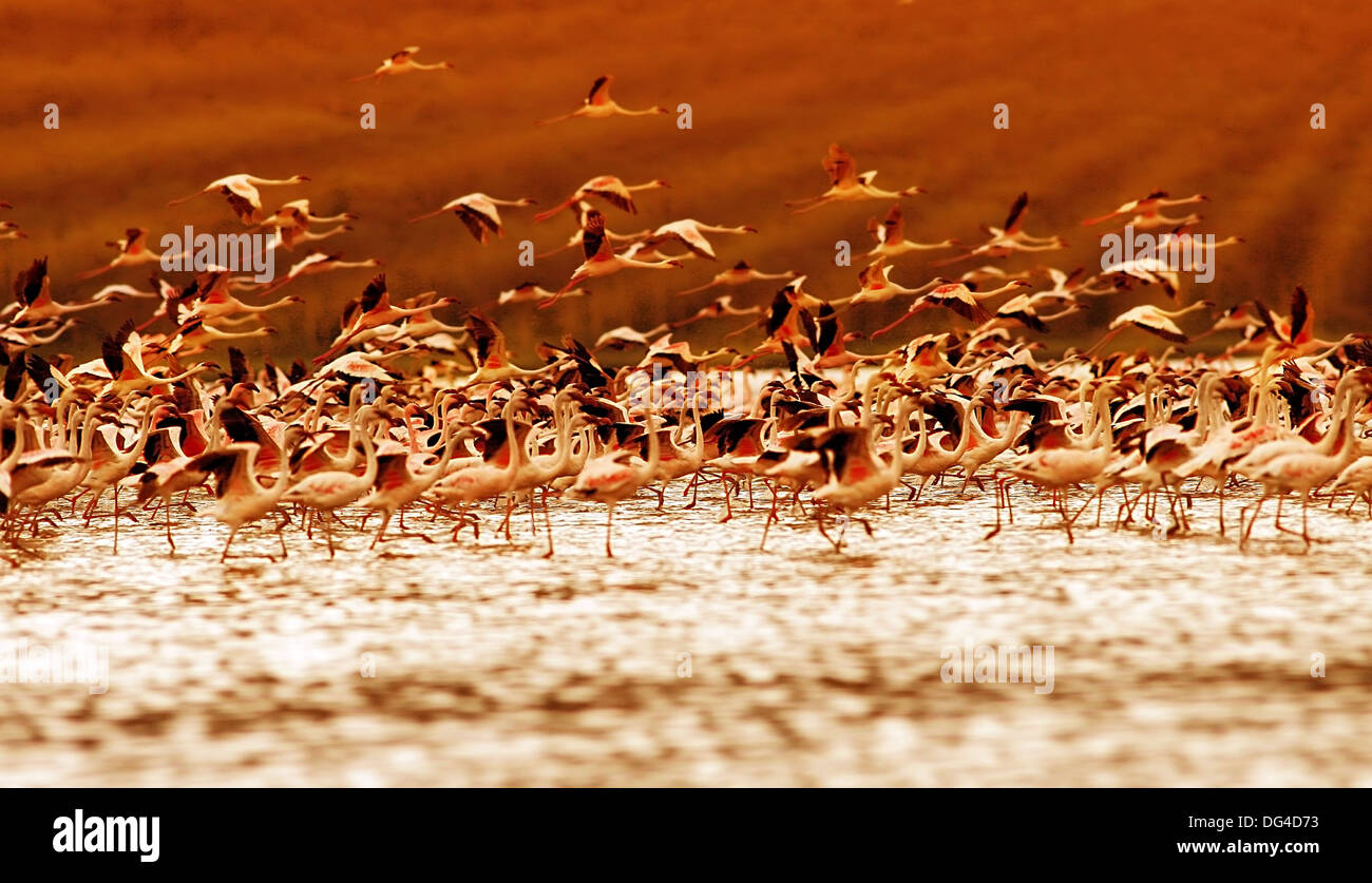 African flamingos on sunset, beautiful big birds flying, wildlife safari Stock Photo