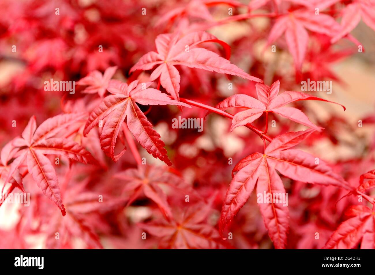 Red leaves of Acer palmatum Stock Photo - Alamy