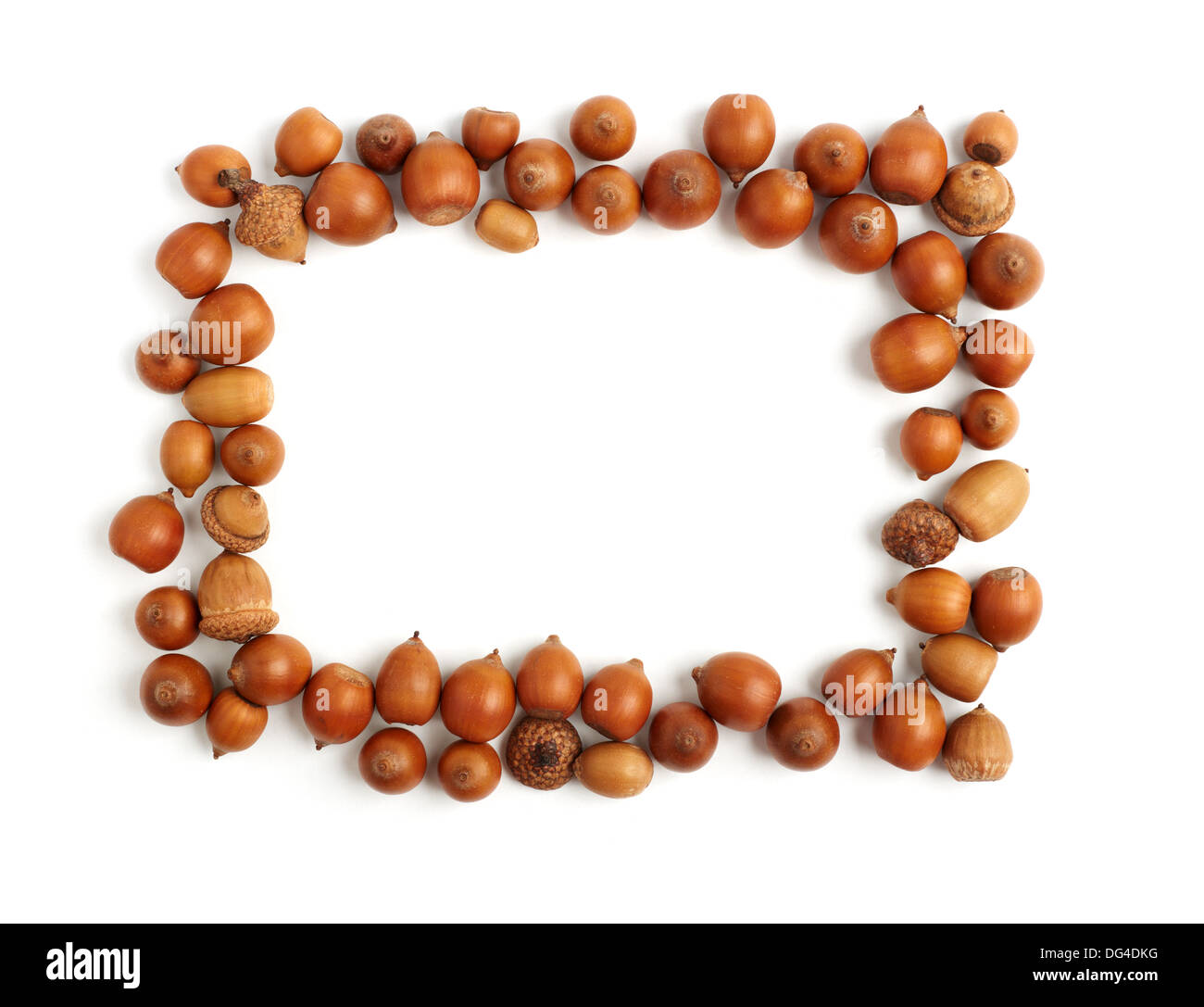 empty frame of acorns Stock Photo