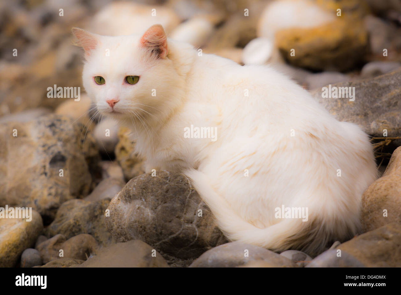 white cat cat waiting for food near the sea in soft focus Stock Photo