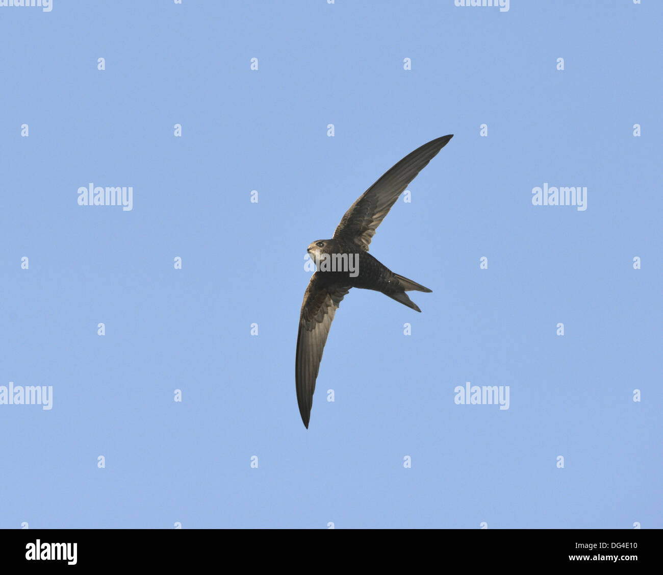 Swift Apus apus Stock Photo - Alamy