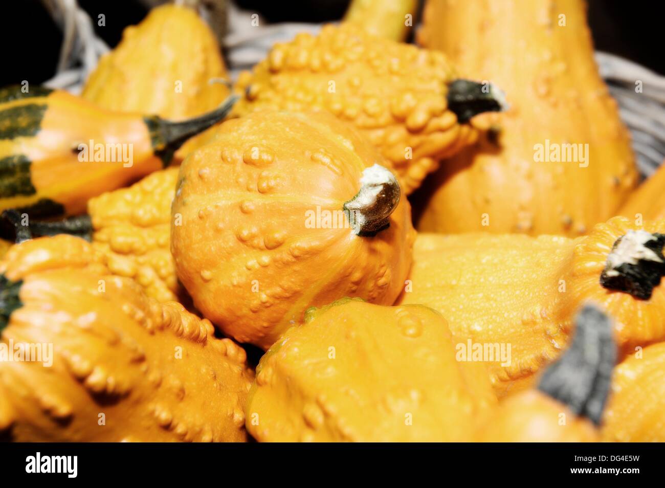 Gourds gourd ornamental hires stock photography and images Alamy