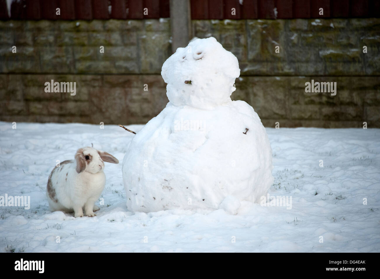 Lop eared white rabbit building snowman in winter Stock Photo