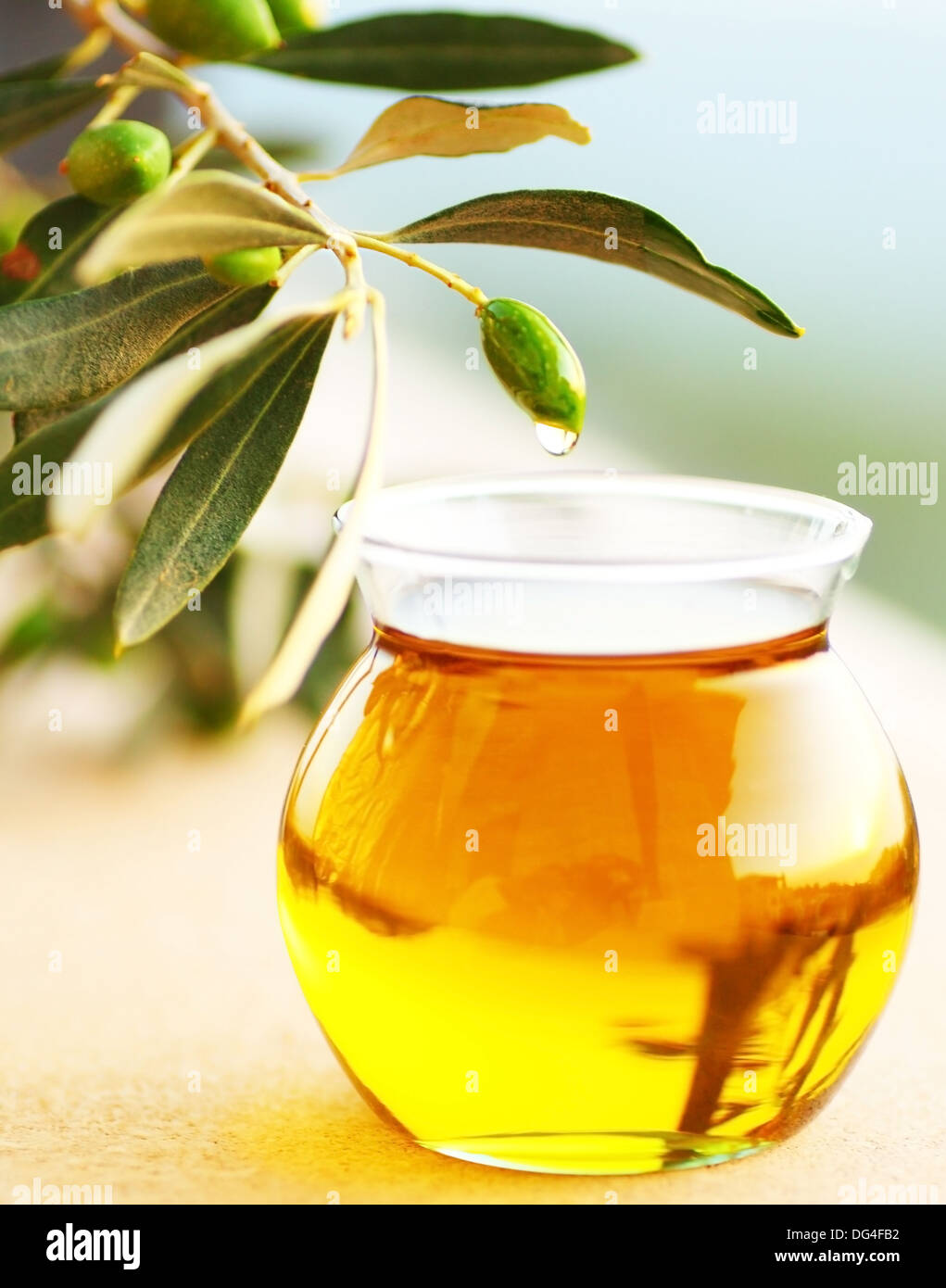 Olive drop natural branch hi-res stock photography and images - Alamy