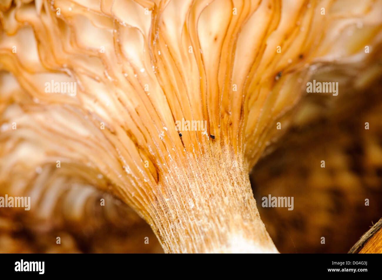 Veins underneath the cap and down the stipe of a Buttercap mushroom (Rhodocollybia butyracea) Stock Photo