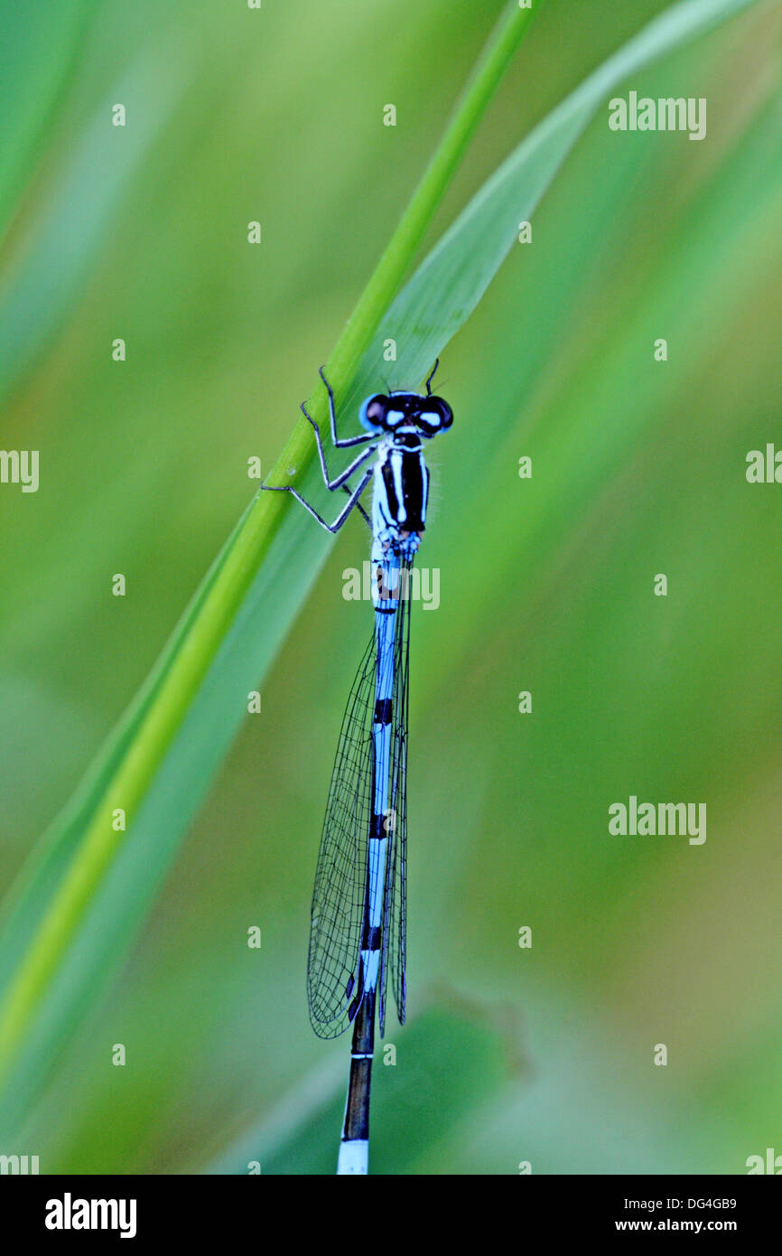 Azure Damselfly, coenagrion puella Male Upper body Stock Photo - Alamy