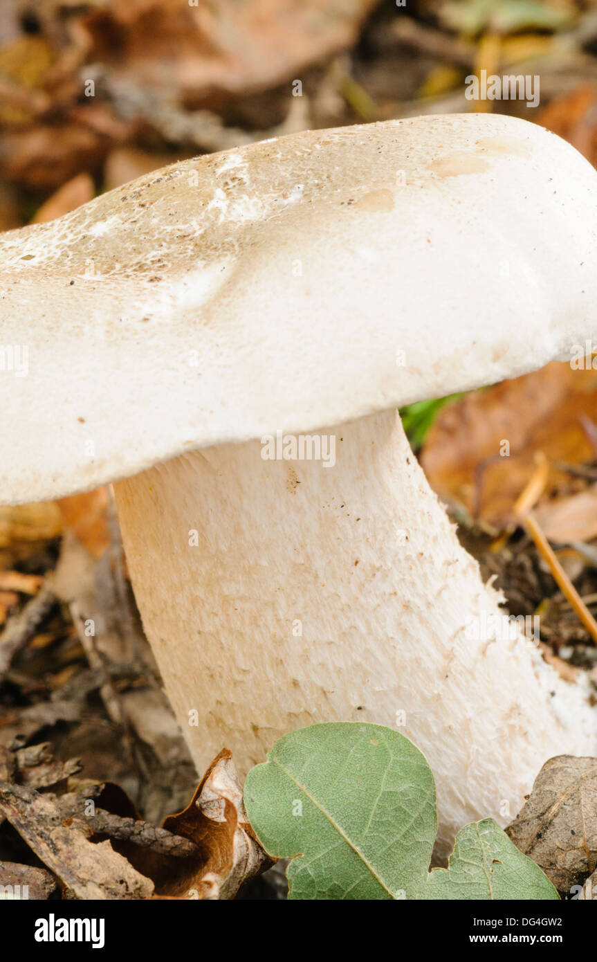Ivory woodwax (Hygrophorus eburneus) mushroom Stock Photo