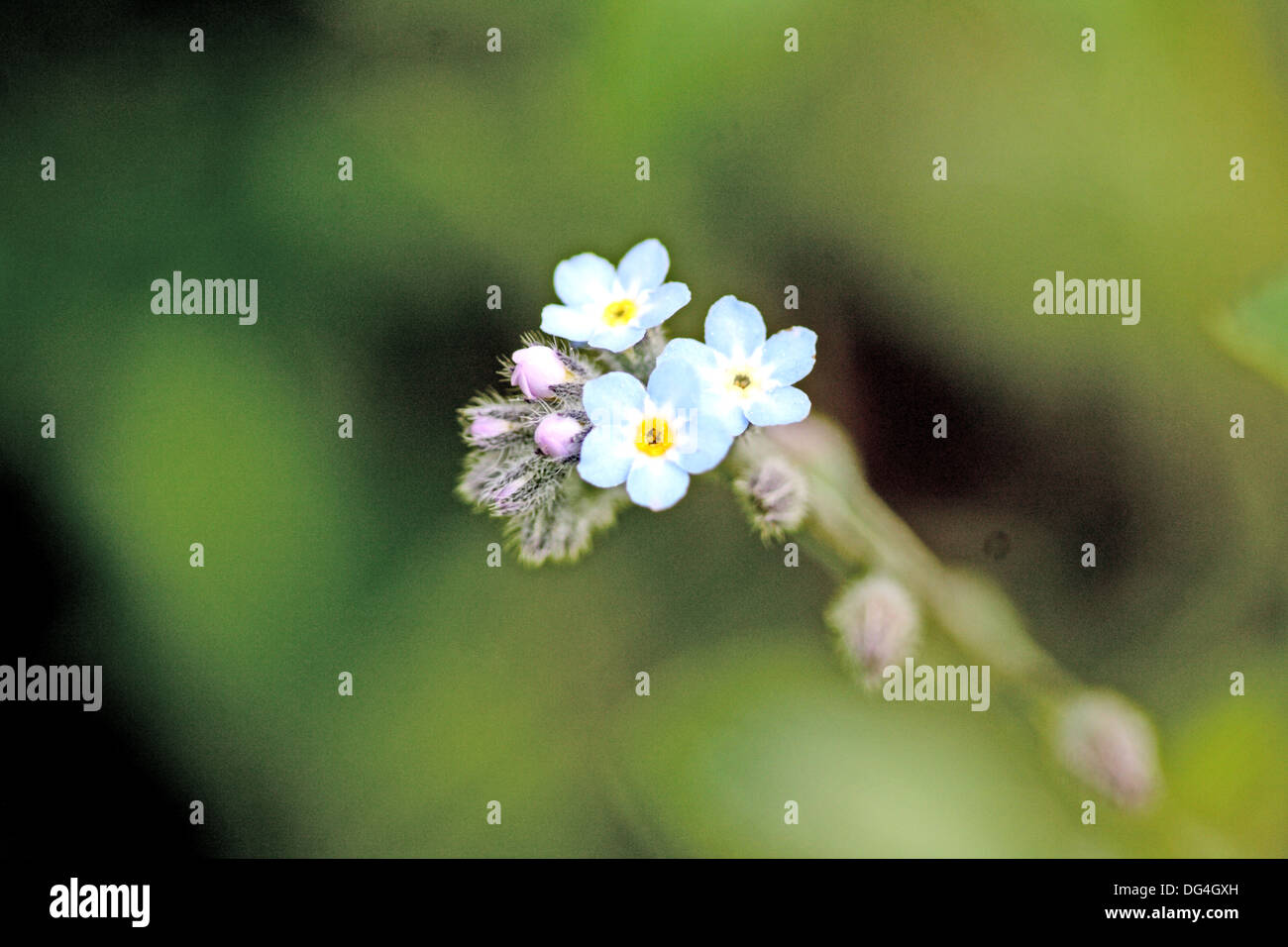 Myosotis sylvatica small perennial plant with delicate baby blue flowers Gardener
