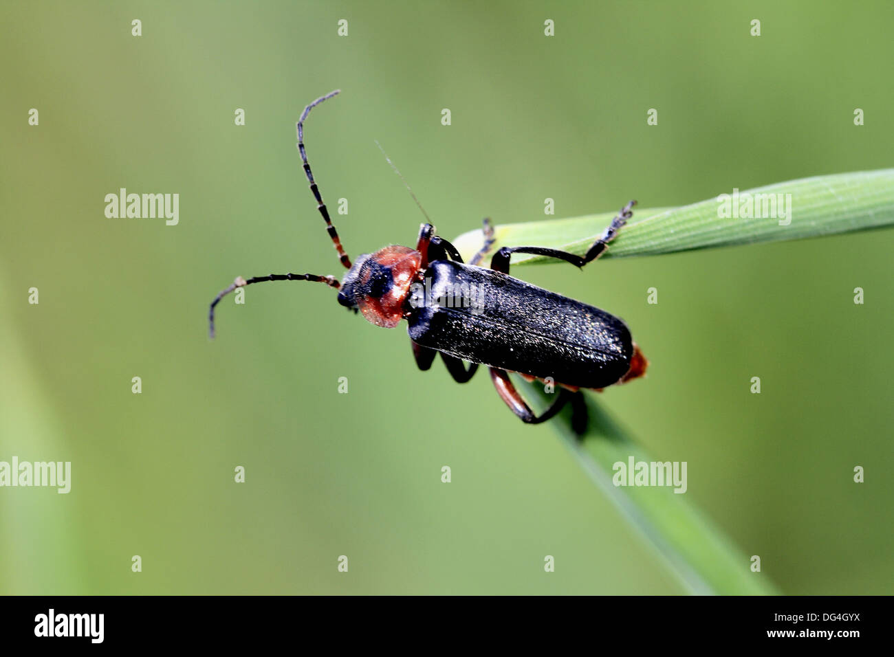 Cantharus hires stock photography and images Alamy