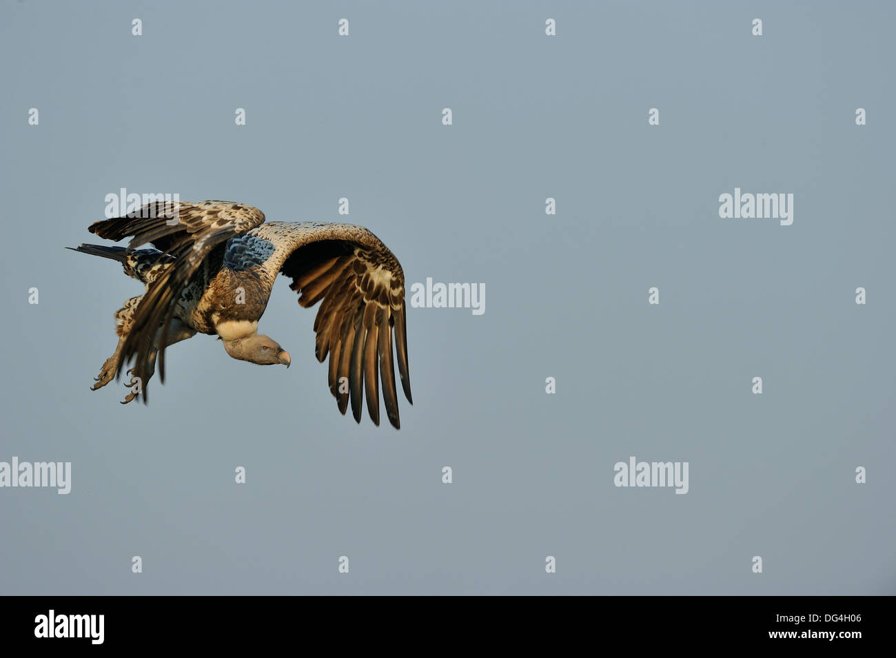 Rüppell's Griffon - Rüppell's Vulture - Rueppell's Griffon (Gyps ...
