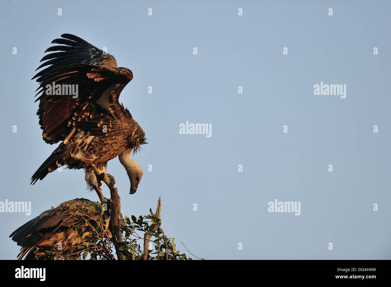 Rüppell's Griffon - Rüppell's Vulture - Rueppell's Griffon (Gyps ...