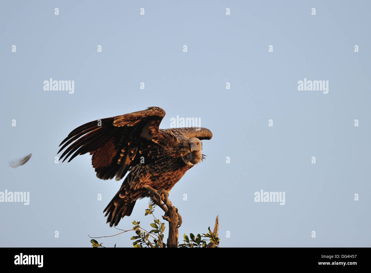 Rüppell's Griffon - Rüppell's Vulture - Rueppell's Griffon (Gyps ...