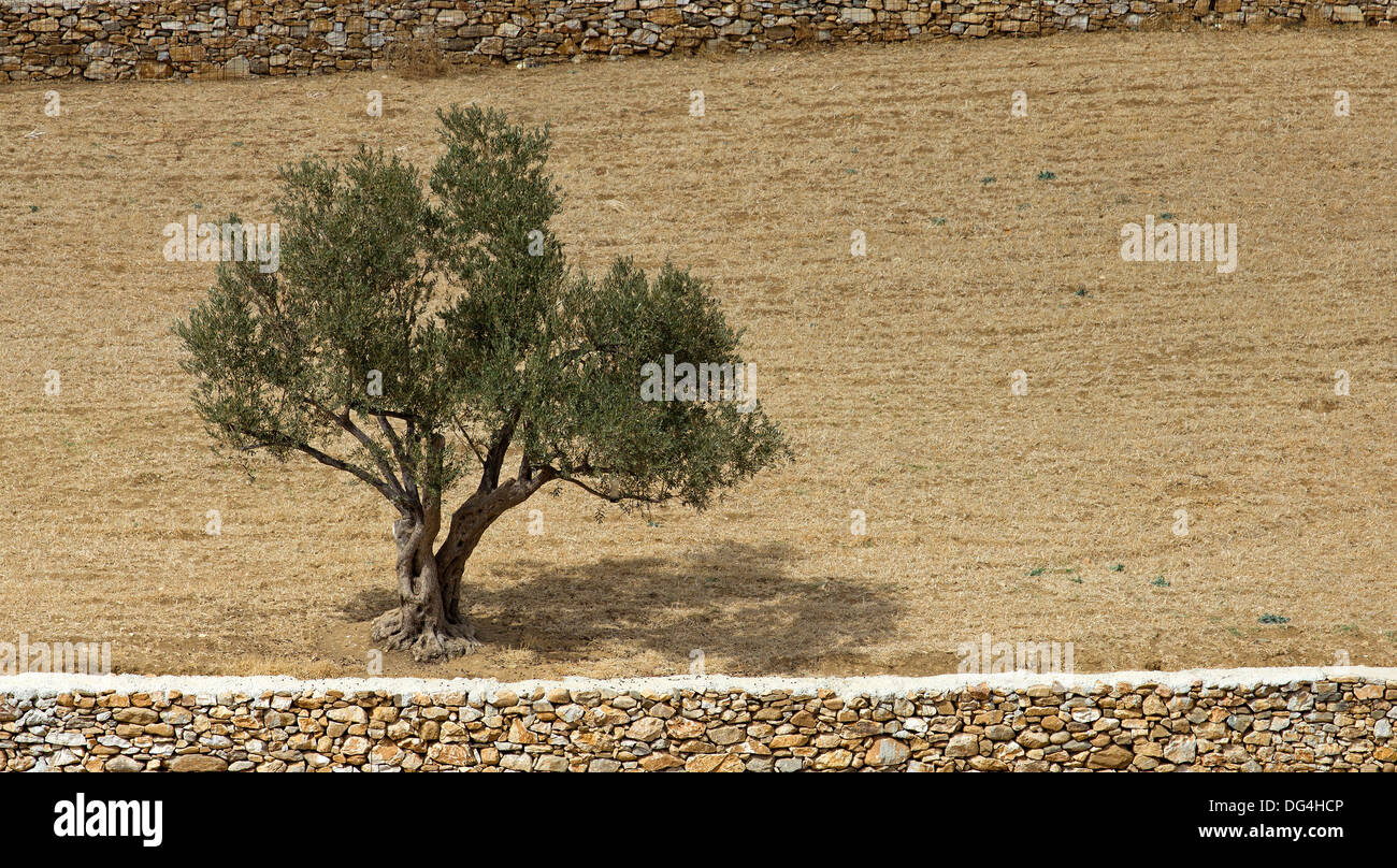 Olive tree farm greece hires stock photography and images Alamy