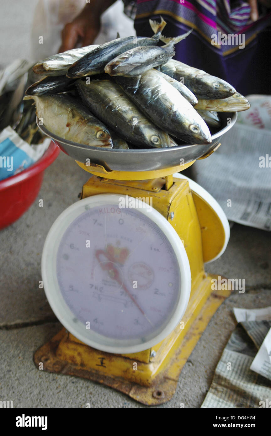 Fish being weighed for sale Floating Market Damnoen Saduak