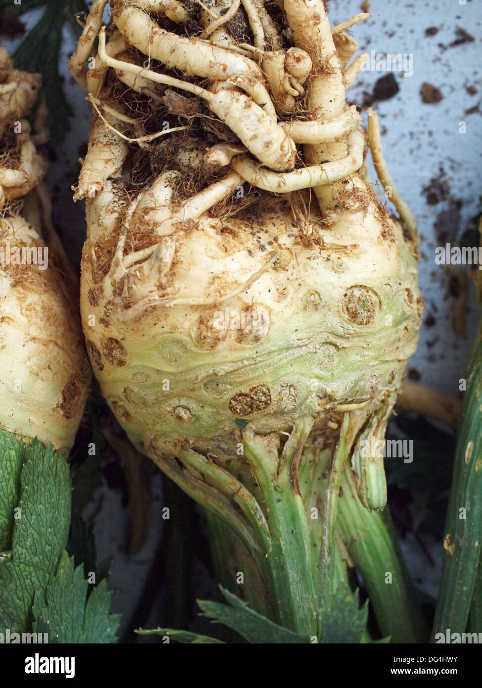 Celery Root Stock Photo