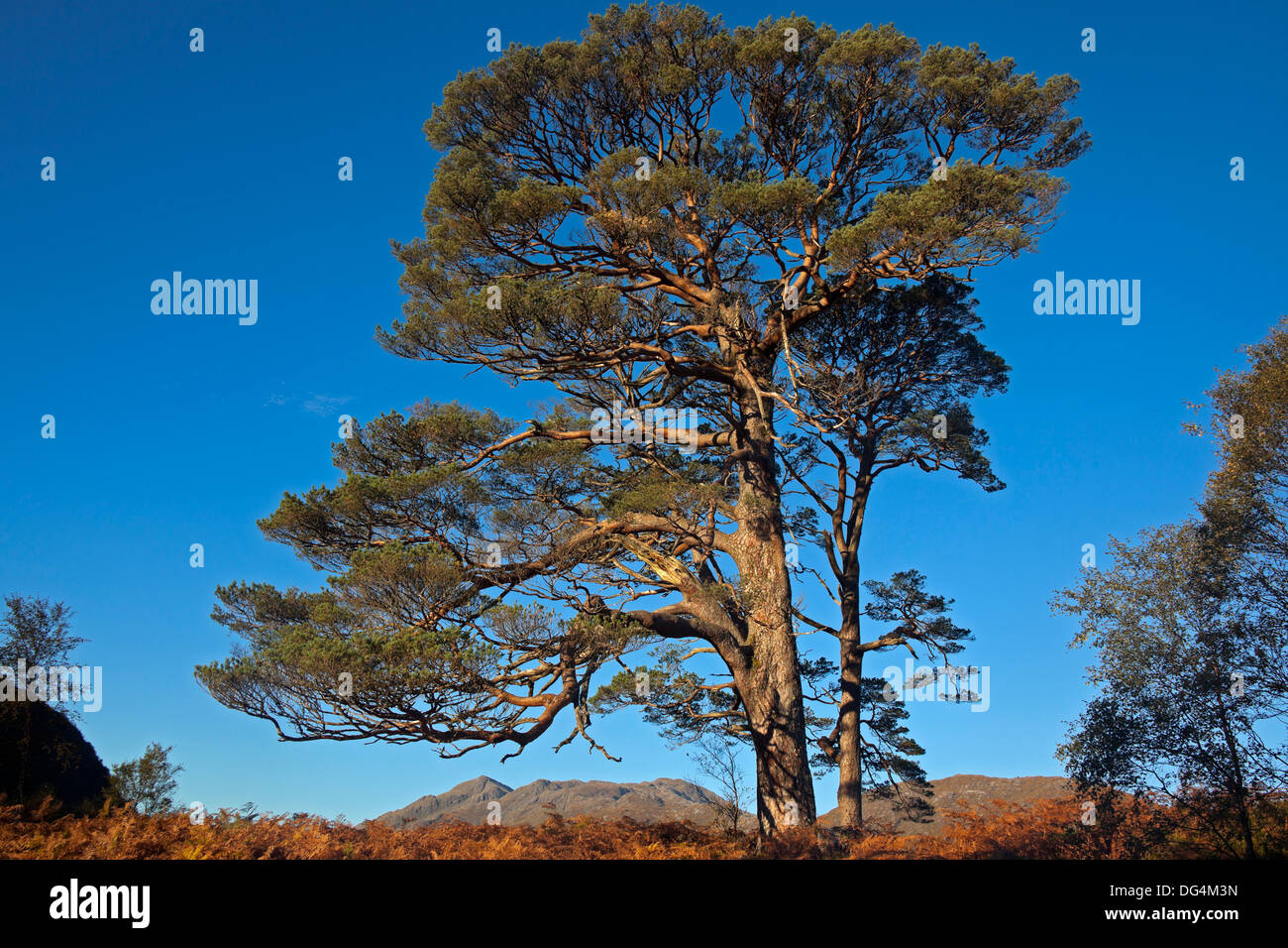 Caledonian Pine tree Stock Photo