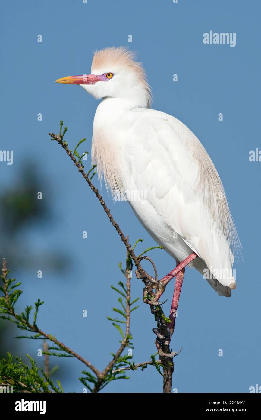 Cattle Egret - Bubulcus ibis Stock Photo - Alamy