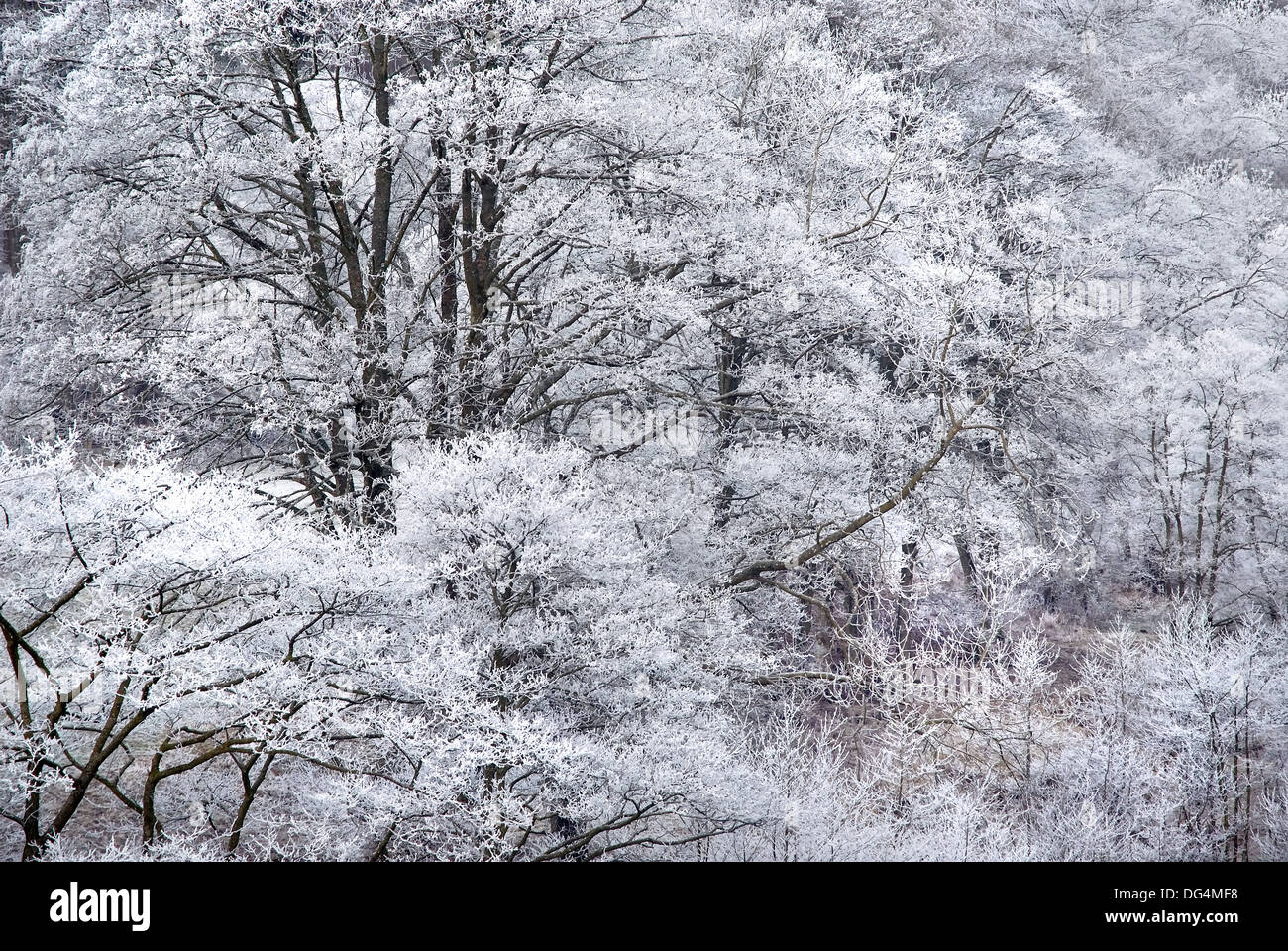 Winter snow at Stawart Whitfield, Northumberland Stock Photo Alamy
