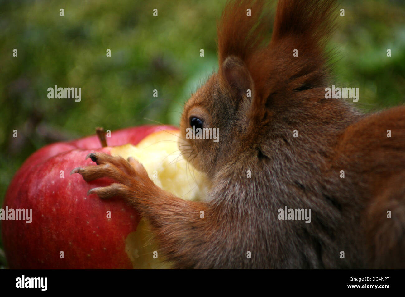 squirrel with apple Stock Photo Alamy