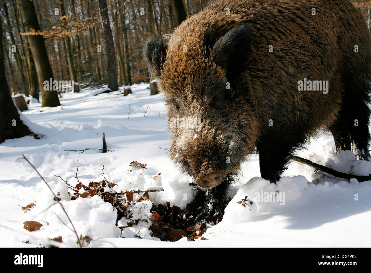 wild boars Stock Photo