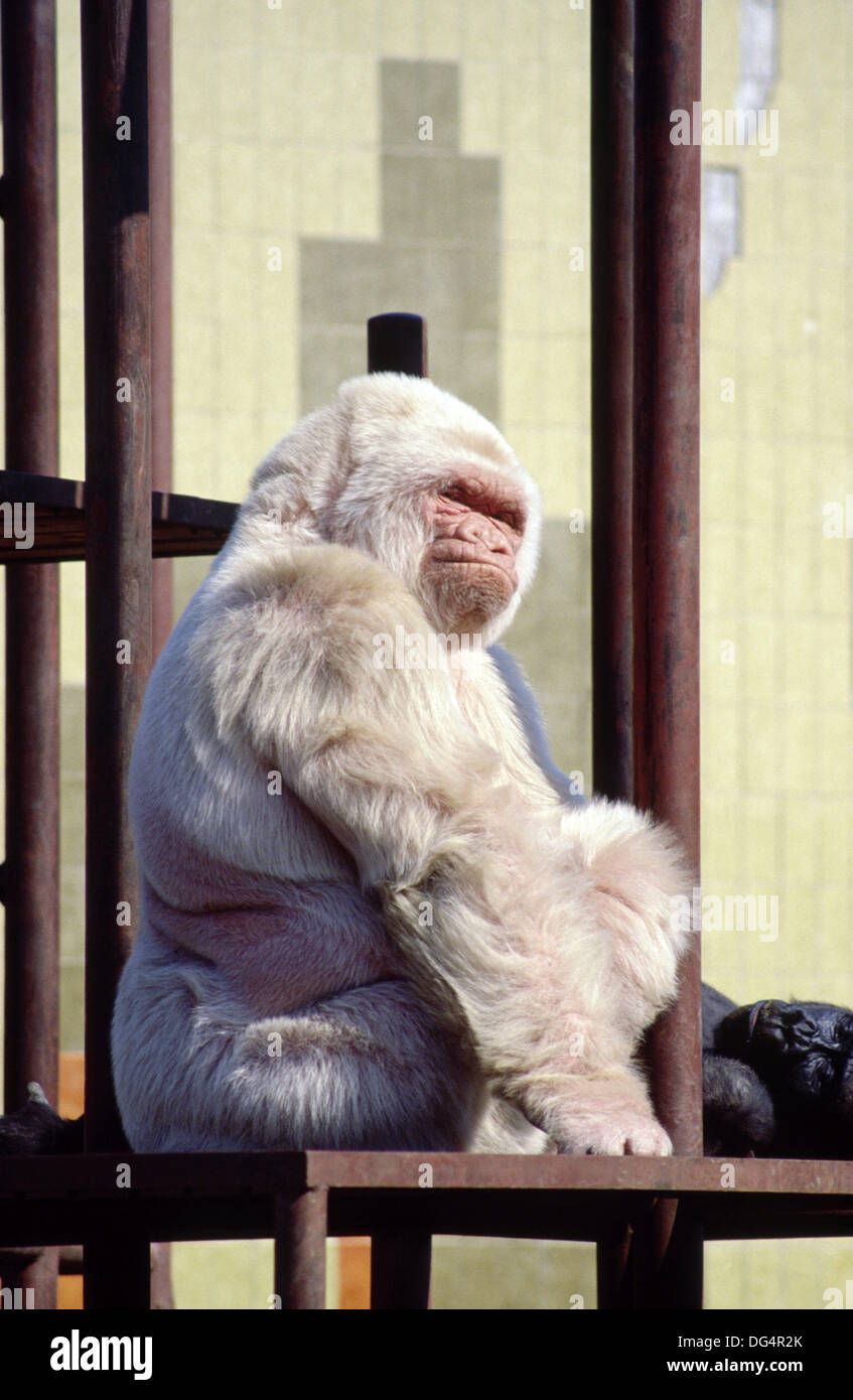 Copito de nieve, gorila albino. Zoológico de Barcelona Stock Photo - Alamy