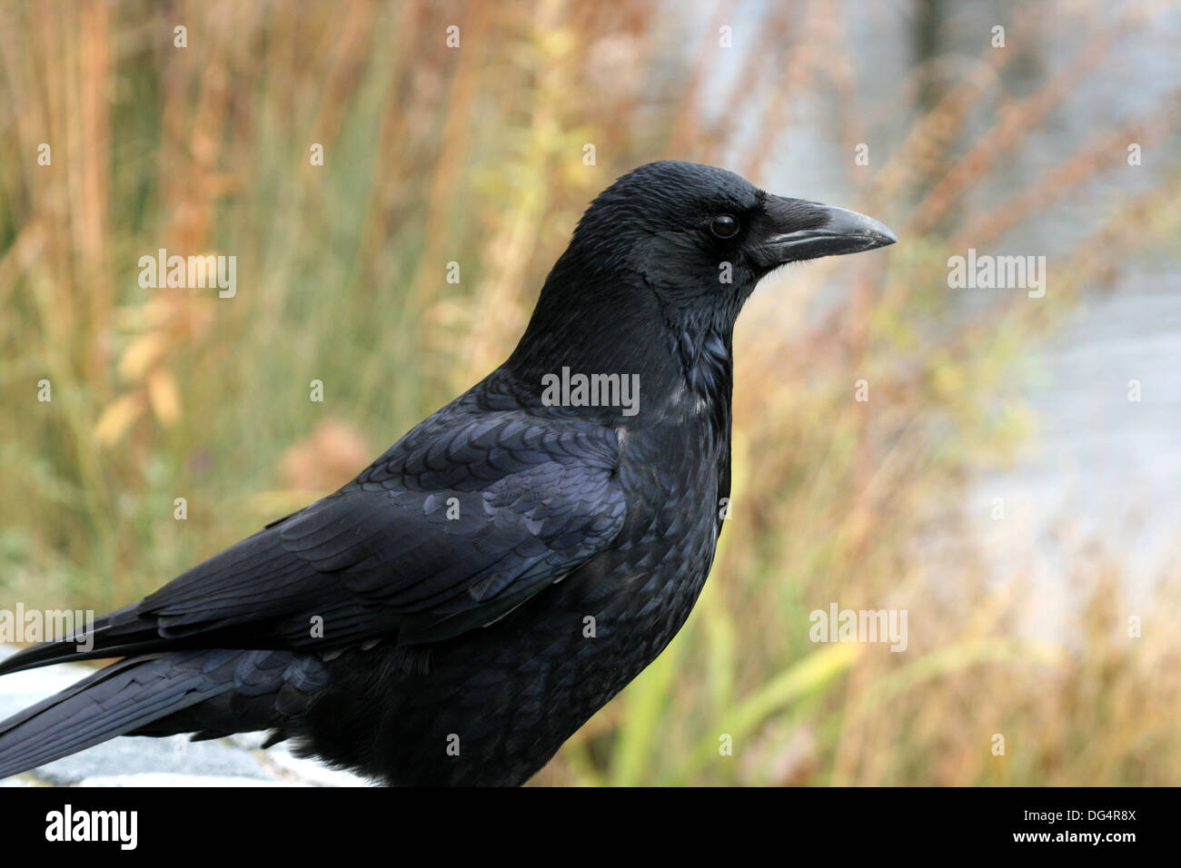 crow Stock Photo