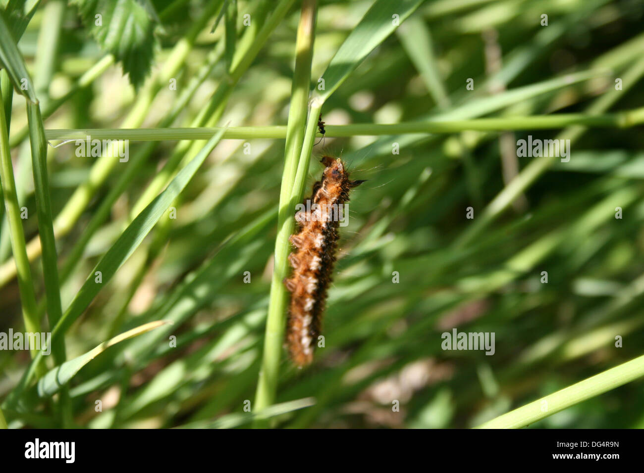 butterfly larval meeting ant Stock Photo
