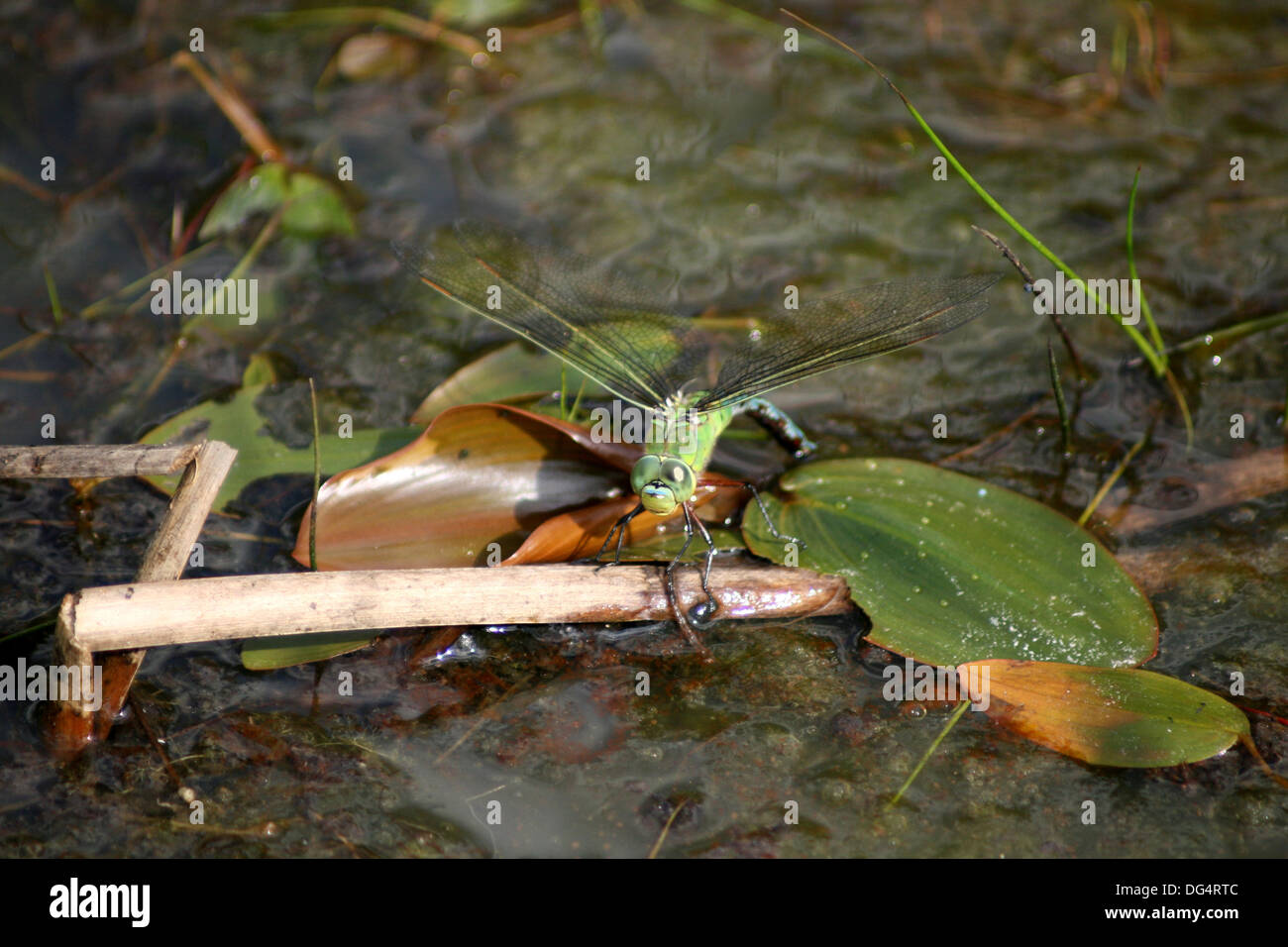 Dragonfly (Anax imperator) laying eggs in a biotope - Germany Stock Photo