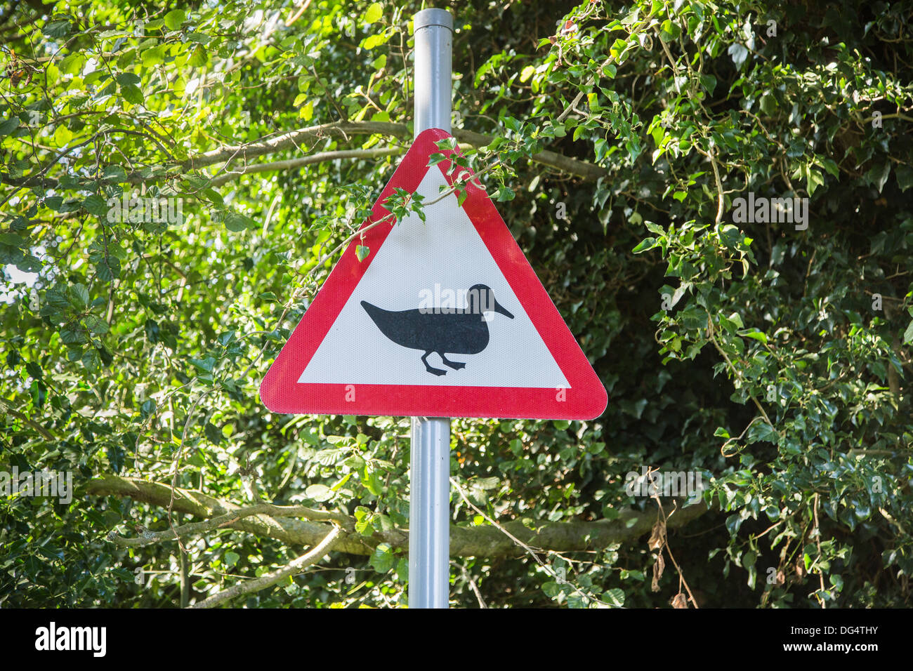 Triangular red and white road sign warning of ducks crossing Stock Photo