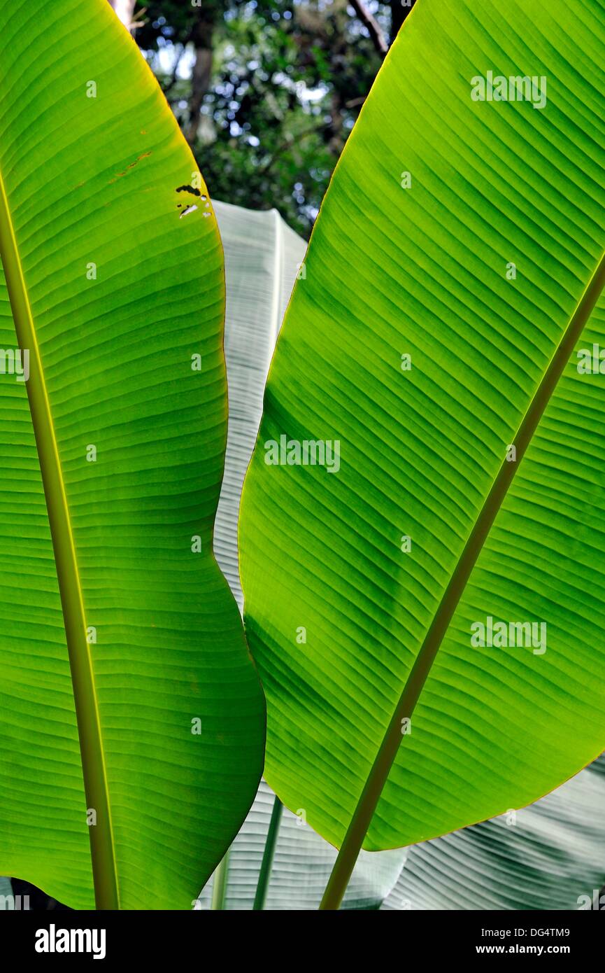 Banana trees hawaii hires stock photography and images Alamy