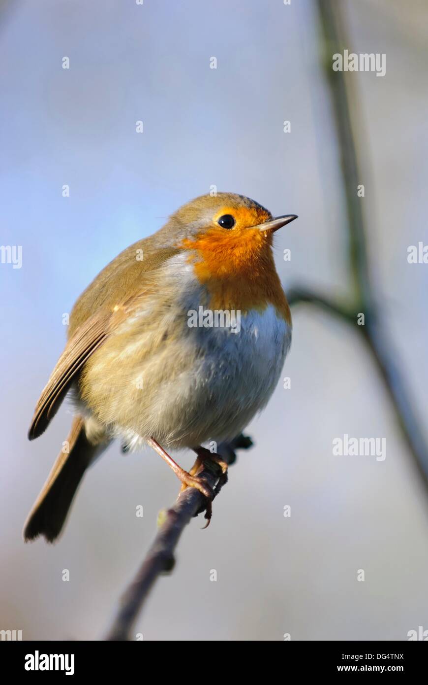 Puffed up Robin bird perching on tree branch in the cold January