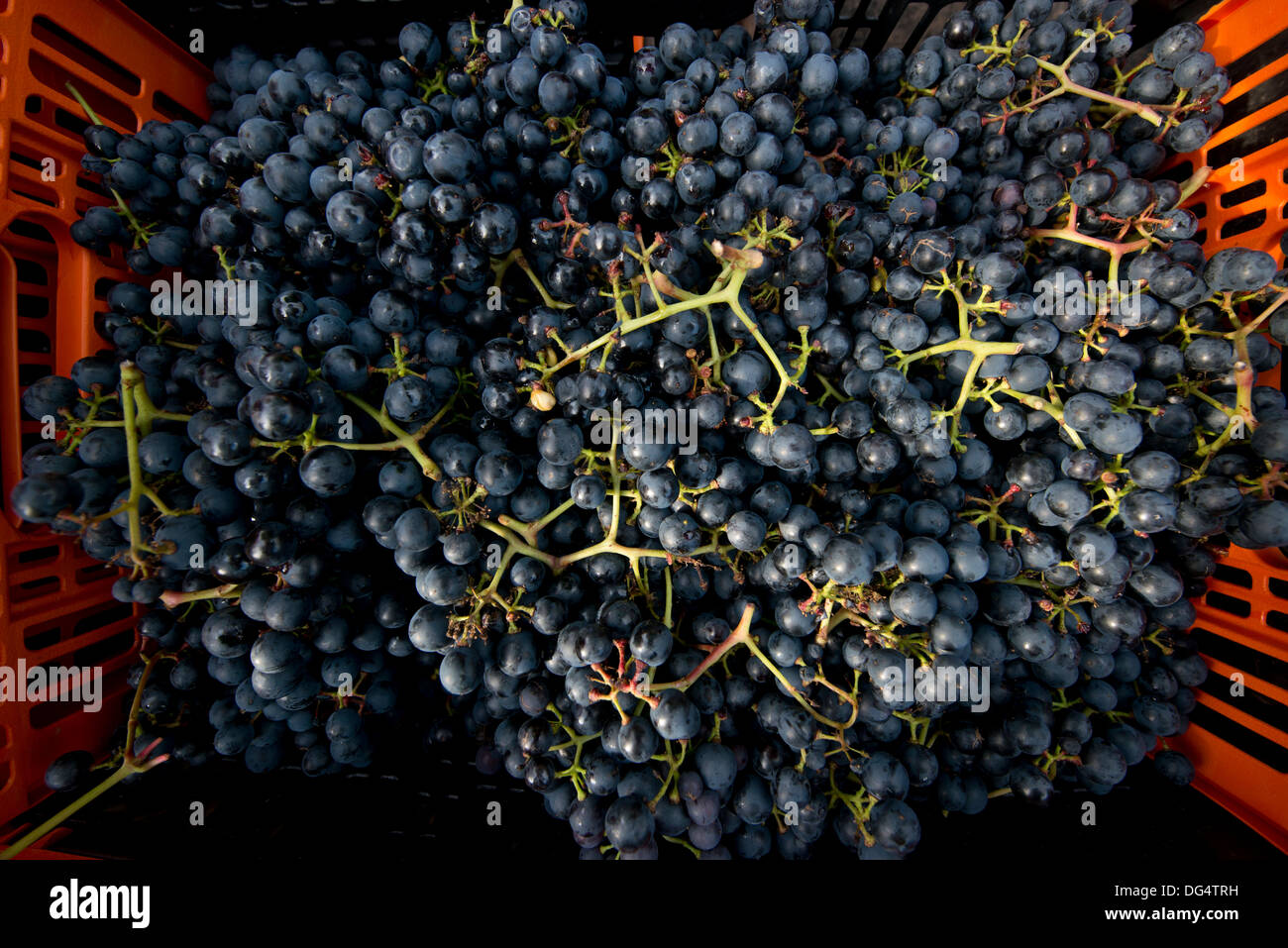 A crateful of red rondo grapes during harvest to make wine at their